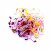 双色萝卜芽 Red & Purple Radish Sprouts 商品缩略图1