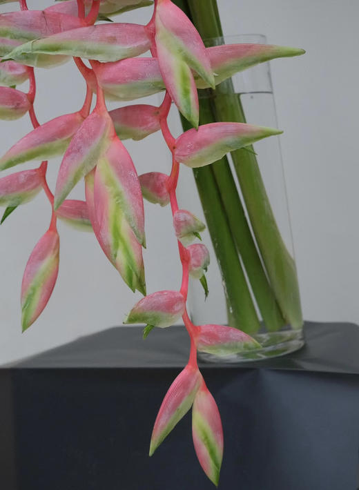 【潇洒】粉吊鸟 （蝎尾蕉  ）单枝 商品图7