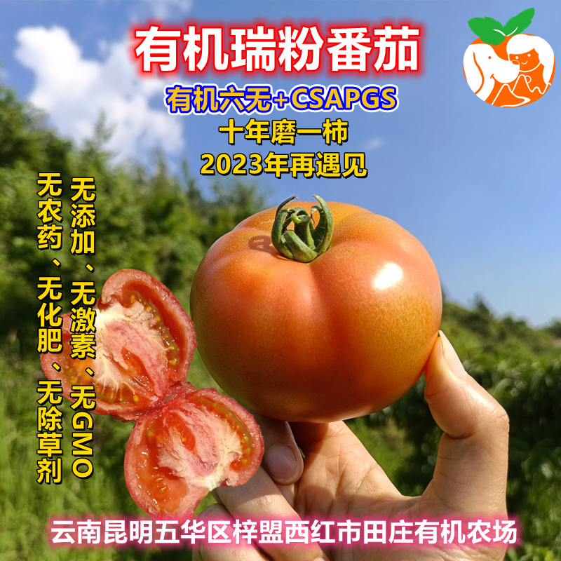 瑞粉番茄·有机六无标准·4.5斤/件·十年磨一柿·2023年再遇见·生熟皆宜·绿果胶＆黄金籽·自然成熟·云南·梓盟