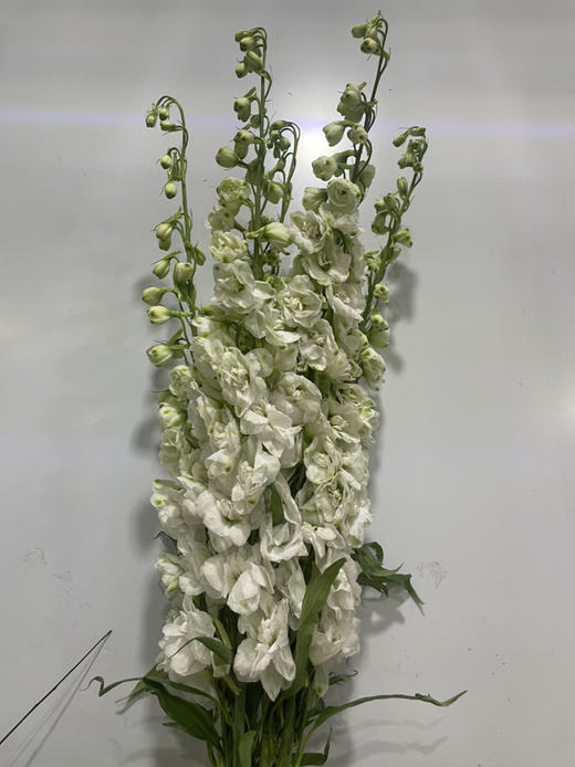 【现货】肯尼亚大飞燕-白色  5支/扎   约90公分 商品图10