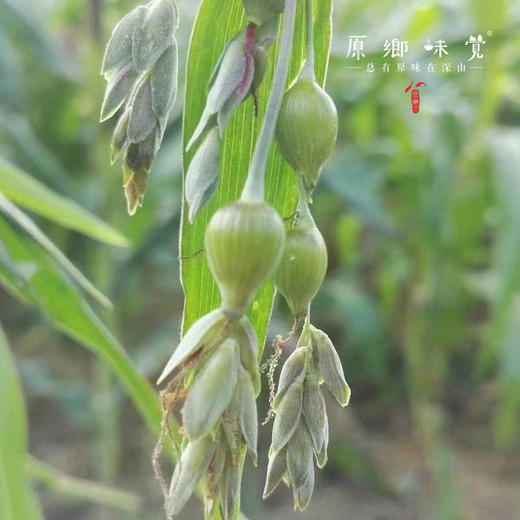 生态薏米/薏仁（成都仓库-顺丰快递）| 500g，来自云南曲靖，生产者：熊杰峰【合作生产，公平贸易】 商品图4