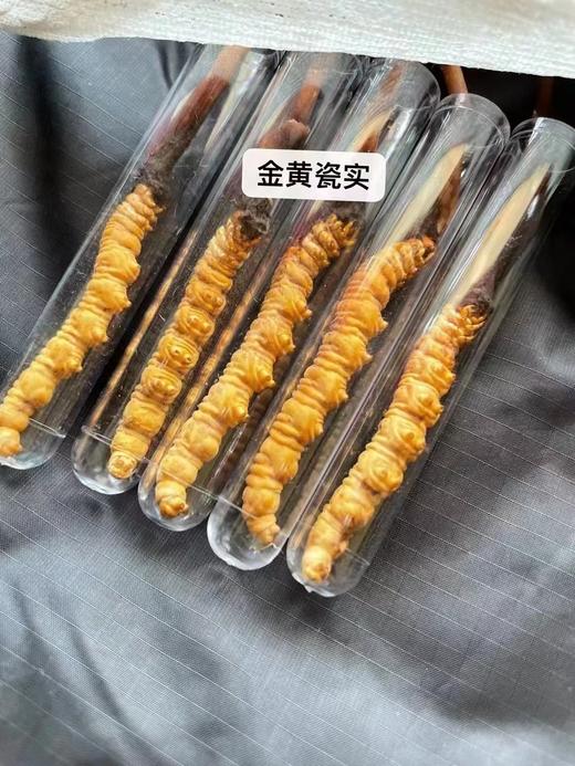 鲜虫草 商品图7