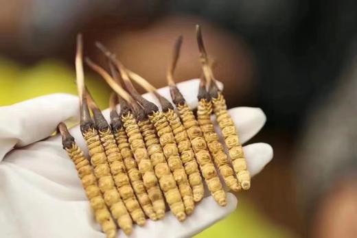 鲜虫草 商品图9