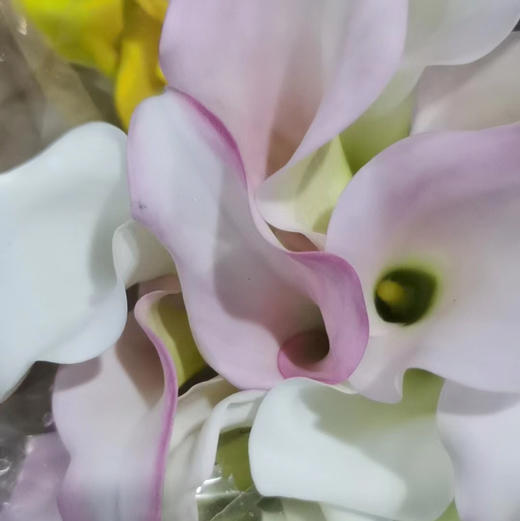 海芋--粉色 商品图2