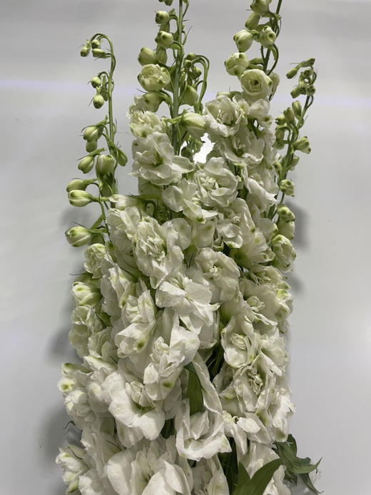 【现货】肯尼亚大飞燕-白色  5支/扎   约90公分 商品图9