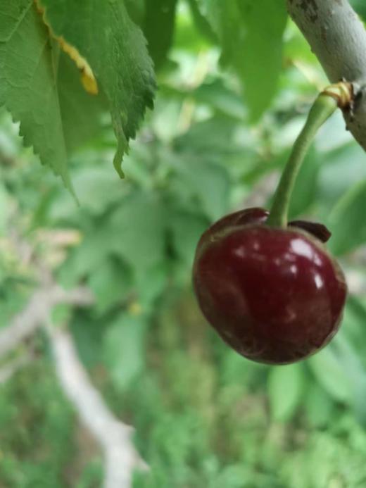 【当天采摘】自由果园樱桃3斤（大中小果混装）@绿之盟 商品图1