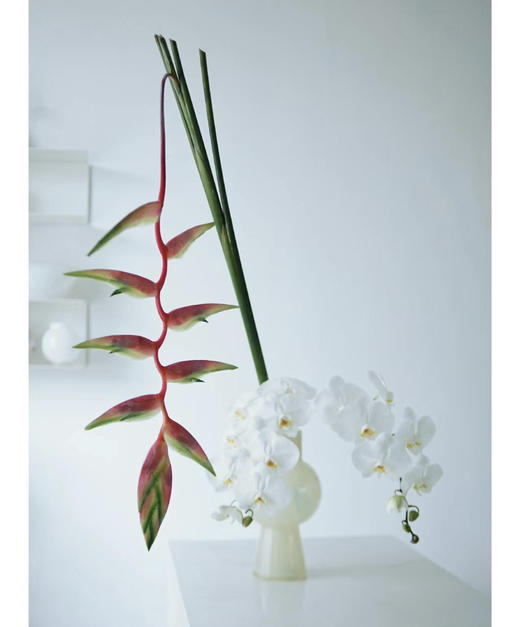 【潇洒】粉吊鸟 （蝎尾蕉  ）单枝 商品图4