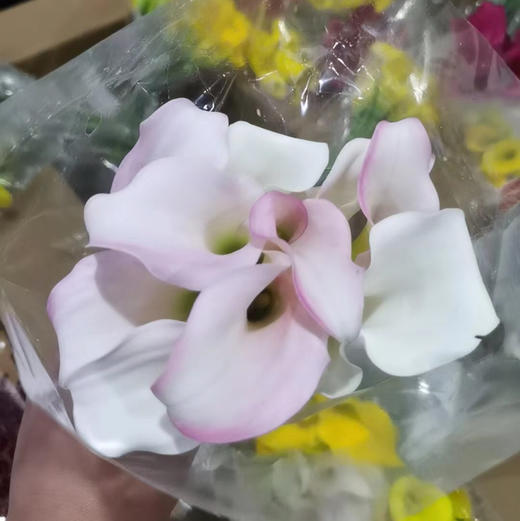 海芋--粉色 商品图1