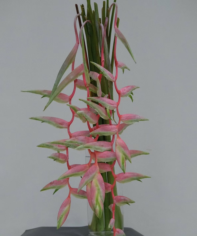 【潇洒】粉吊鸟 （蝎尾蕉  ）单枝