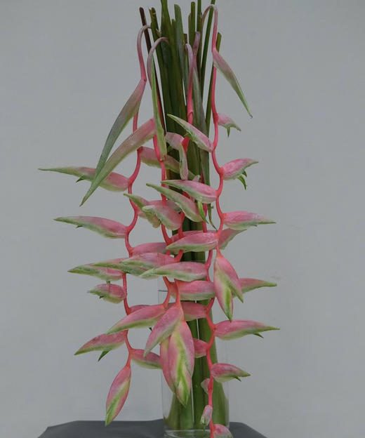 【潇洒】粉吊鸟 （蝎尾蕉  ）单枝 商品图0