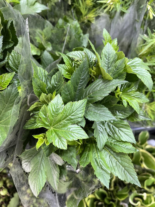 国产花材-【枫叶绿】 商品图1