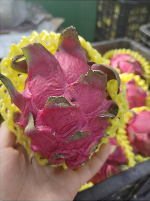 黄网包红心火龙果3个（拼团） 商品图1