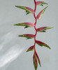 【潇洒】粉吊鸟 （蝎尾蕉  ）单枝 商品缩略图6