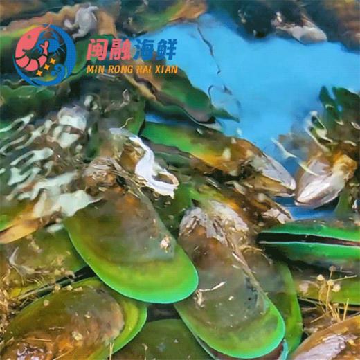 鲜活蓝青口贝 /斤 商品图0