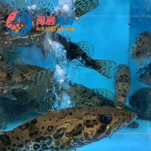 鲜活黑桂鱼 /斤