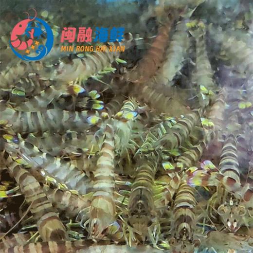 鲜活斑节虾 /斤 商品图1