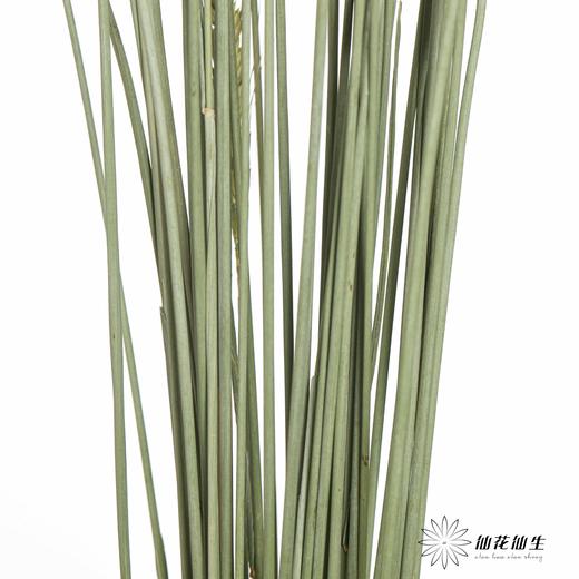 永生花材 ｜ 麦子原色 商品图6