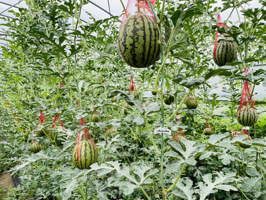 阿林有机种植小皇冠 商品图3