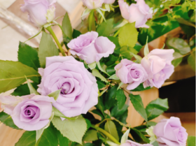 海洋之歌10支（拼团）