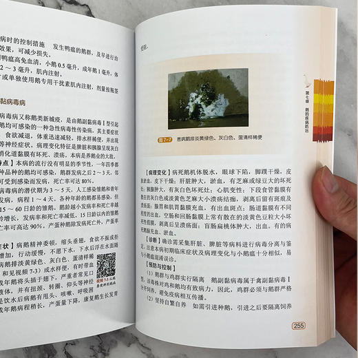 养鹅家庭农场致富指南 商品图6