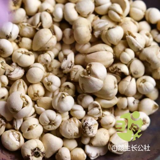 野生川贝20g | 合作农友生产，产自四川甘孜雪山高原，生产者：李建程 &【公平贸易农人定价】 商品图6