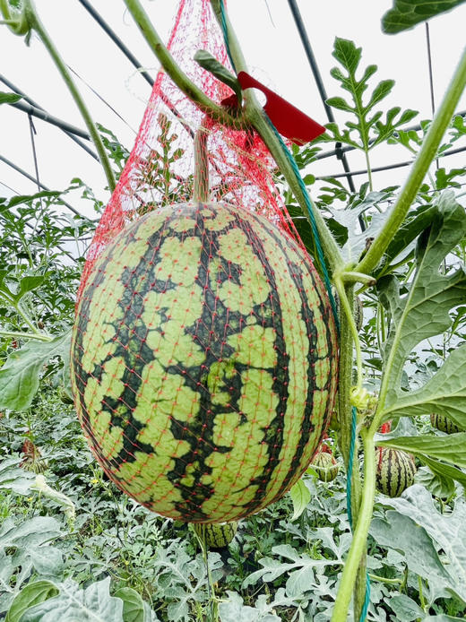 阿林有机种植小皇冠 商品图4