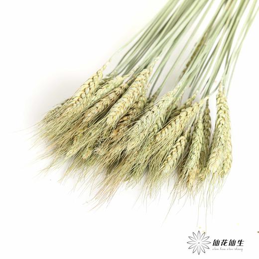 永生花材 ｜ 麦子原色 商品图3