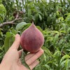 无膨大素无甜蜜素 攀枝花黑美人桃子  4.5～5斤 （可放软吃） 商品缩略图12
