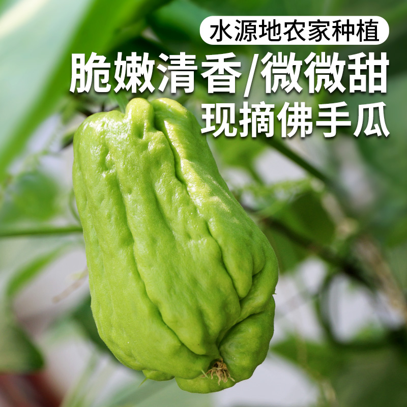 农家佛手瓜  新鲜现摘  果形饱满  脆嫩清香  福寿瓜  扶手瓜   400g