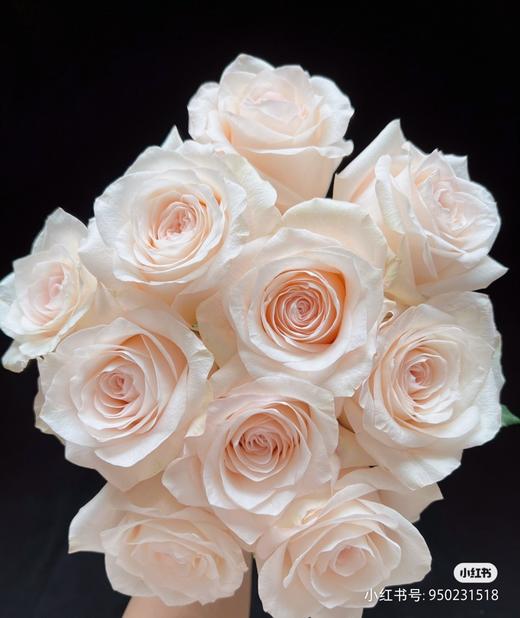 双柏双鱼座60公分 商品图0