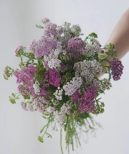 【幸运】 咖喱花   多色可选  若干枝/扎 商品图1