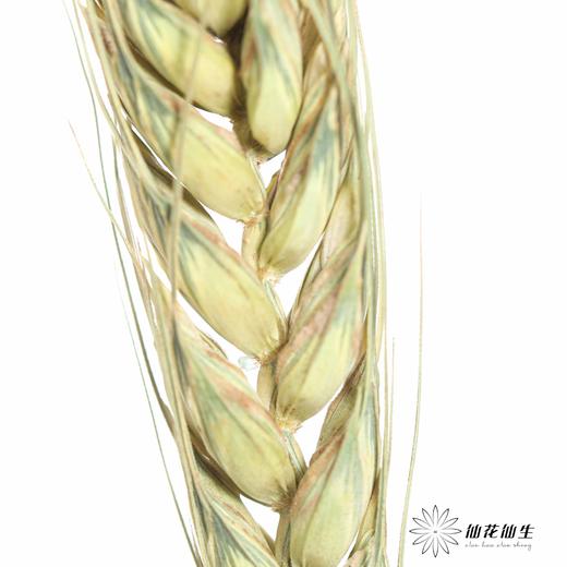 永生花材 ｜ 麦子原色 商品图1