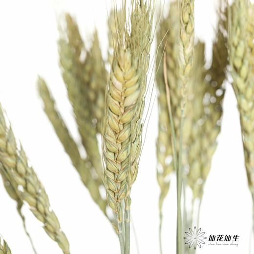 永生花材 ｜ 麦子原色 商品图8