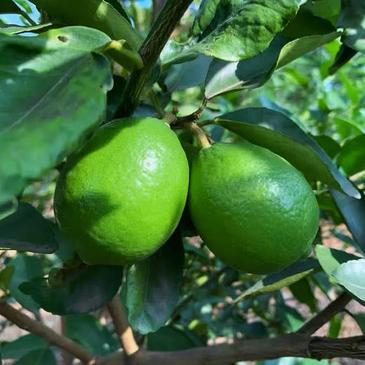 云南塔希提香水柠檬    适合泡水手打柠檬茶泡鸡脚    酸度高  自带清香 商品图1