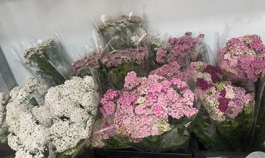 【幸运】 咖喱花   多色可选  若干枝/扎 商品图4