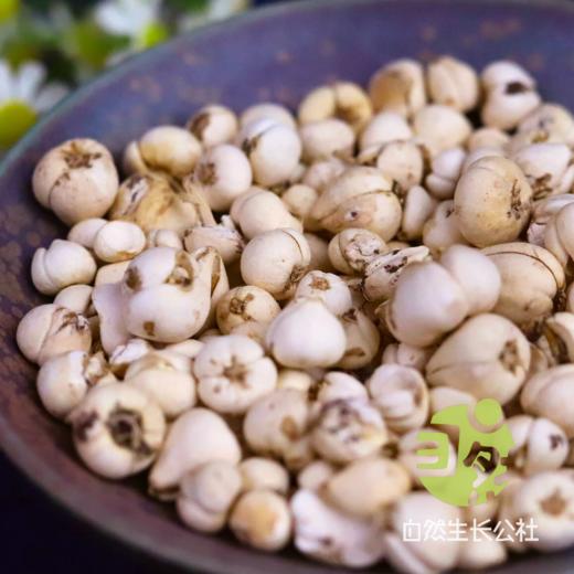 野生川贝20g | 合作农友生产，产自四川甘孜雪山高原，生产者：李建程 &【公平贸易农人定价】 商品图0