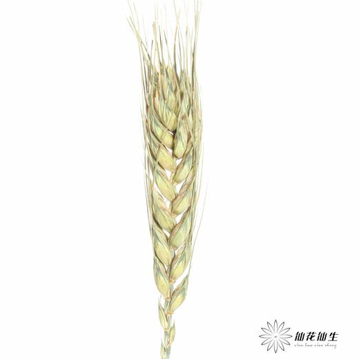 永生花材 ｜ 麦子原色 商品图7