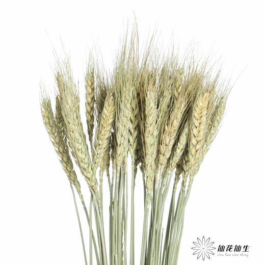 永生花材 ｜ 麦子原色 商品图4