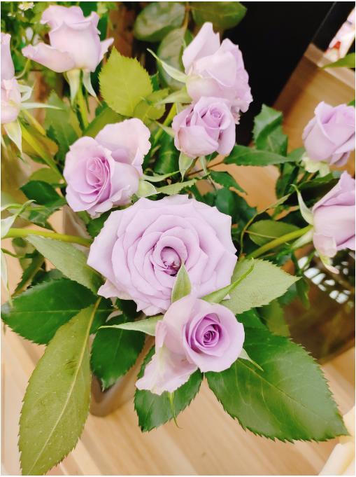 海洋之歌10支（拼团） 商品图2