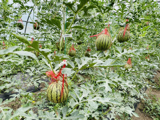 阿林有机种植小皇冠 商品图1