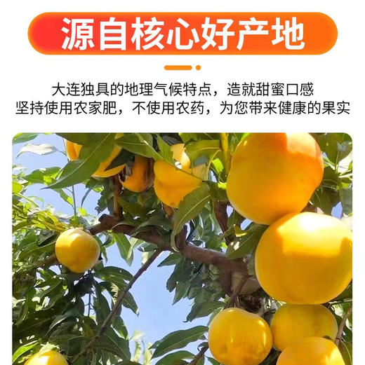 包邮到家！大连基地特供，黄金蜜芒果桃，脆软都能吃，喜欢吃软的收到放几天甜度更高！现摘现发！ 商品图1