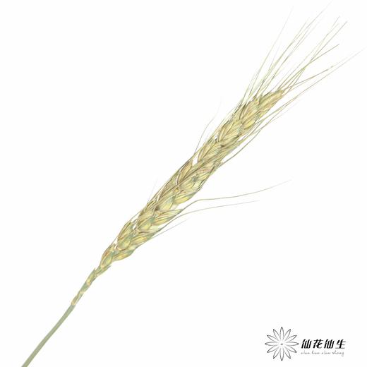 永生花材 ｜ 麦子原色 商品图5