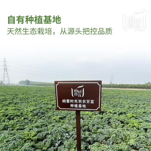 【昀蓉时光·羽衣甘蓝粉】除了羽衣甘蓝什么都不加 · 高膳食纤维 · 补充蔬菜摄入量，体重管理期都可以喝（5g*10条/盒） 商品图4