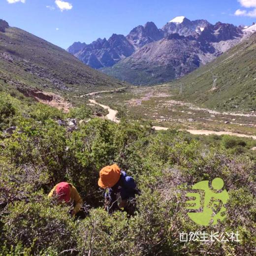 野生川贝20g | 合作农友生产，产自四川甘孜雪山高原，生产者：李建程 &【公平贸易农人定价】 商品图4
