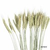 永生花材 ｜ 麦子原色 商品缩略图0