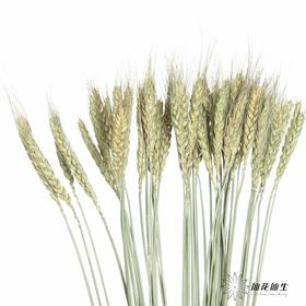 永生花材 ｜ 麦子原色