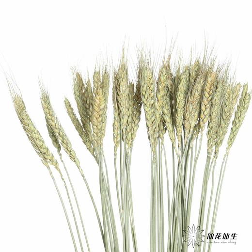 永生花材 ｜ 麦子原色 商品图0