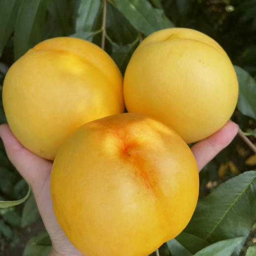 包邮到家！大连基地特供，黄金蜜芒果桃，脆软都能吃，喜欢吃软的收到放几天甜度更高！现摘现发！ 商品图5