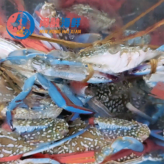 鲜活兰花蟹 /斤