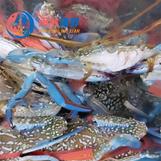 鲜活兰花蟹 /斤 商品图0